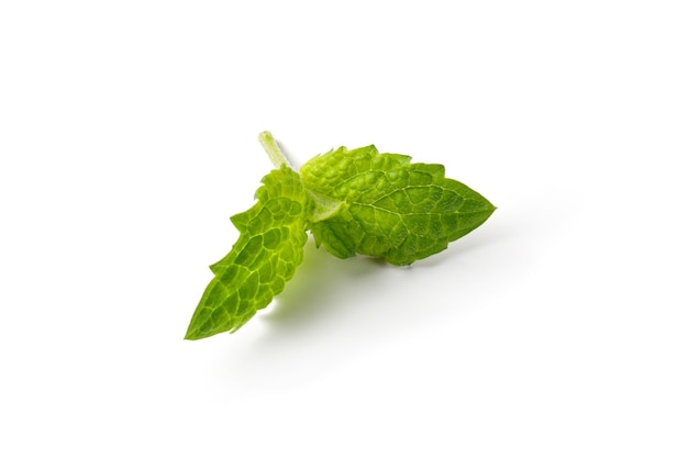 Hojas de menta verde fresca sobre un fondo blanco Foto de alta calidad