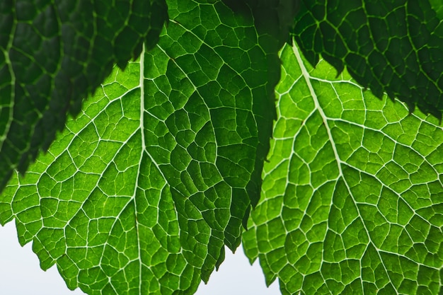 Hojas de menta verde fresca