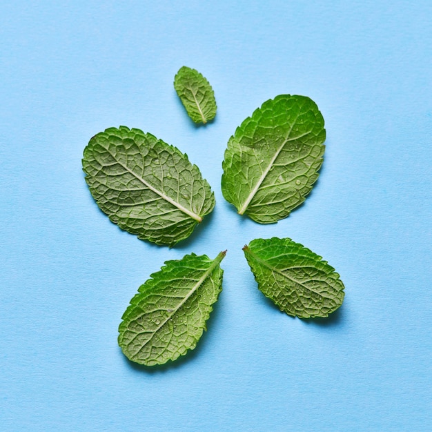 Hojas de menta verde libremente ubicadas con gotas de agua.