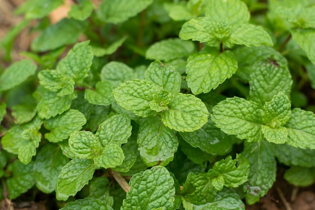 Hojas de menta verde