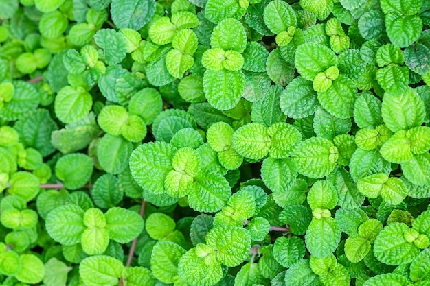 Las hojas de menta verdes frescas del primer texturizaron el fondo