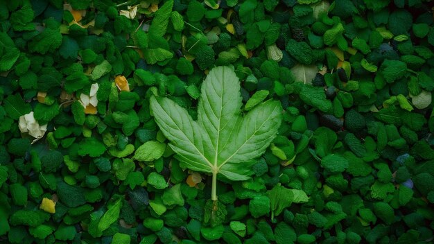 Hojas de menta