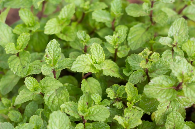 Hojas de menta.