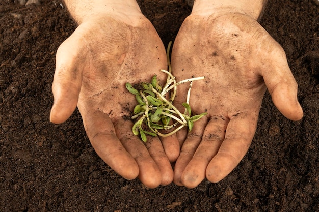 Hojas de microgreens Primer plano de plántulas 6 días de microgreens Germinación de semillas en casa El concepto de comida vegana y saludable