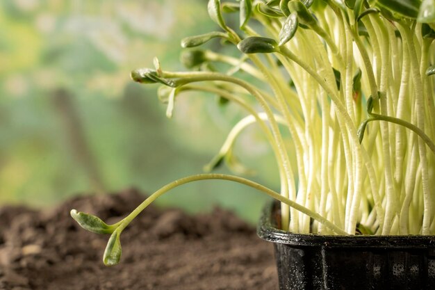 Hojas de microgreens Primer plano de plántulas 6 días de microgreens Germinación de semillas en casa El concepto de comida vegana y saludable