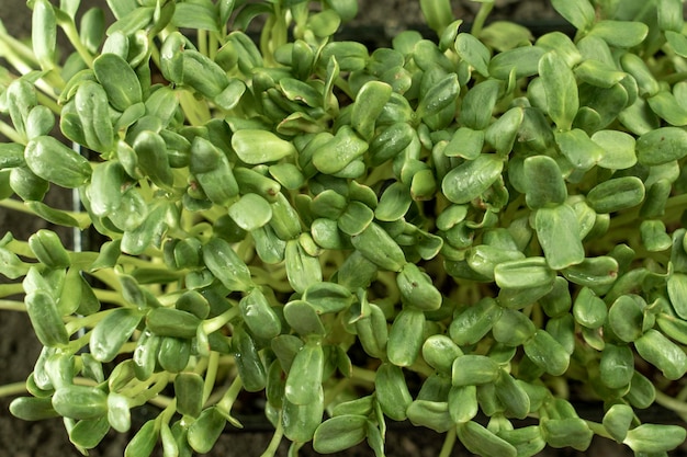 Hojas de microgreens Primer plano de plántulas 6 días de microgreens Germinación de semillas en casa El concepto de comida vegana y saludable