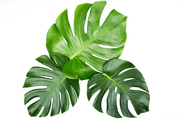 Hojas de monstera aisladas