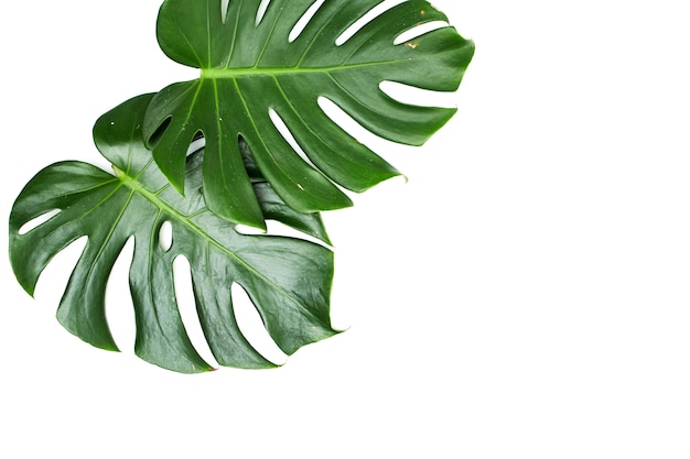 Hojas de monstera aisladas