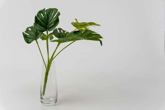 Hojas de monstera artificial en un vaso de vidrio sobre un fondo blanco.