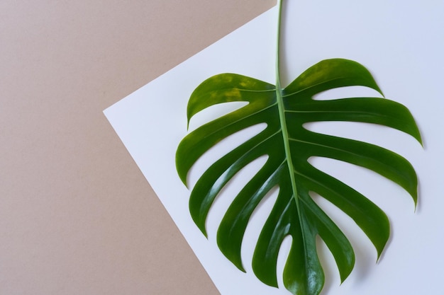 Foto hojas de monstera con delicado detalle