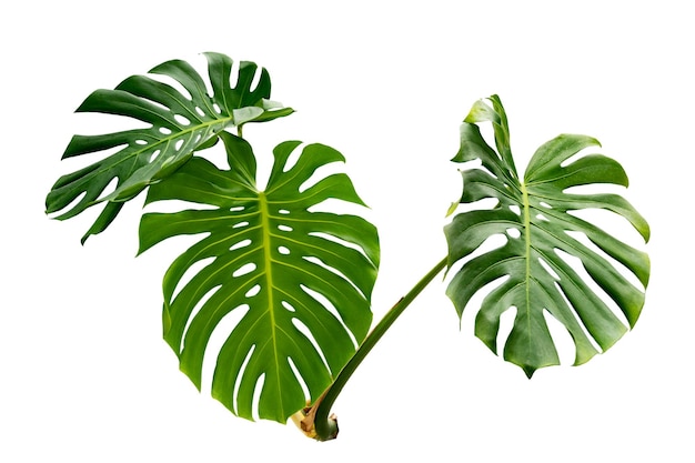 Hojas de monstera con hojas aisladas sobre fondo blanco Hojas en blanco