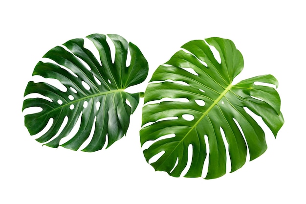 Hojas de monstera con hojas aisladas sobre fondo blanco Hojas en blanco