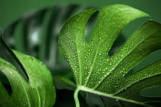 hojas de monstera sobre un fondo verde