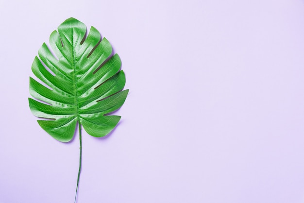 Hojas de Monstera tropical laicos plana verde