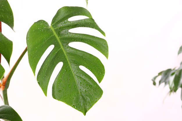 Hojas de Monstera verde tropical aisladas sobre fondo blanco con trazado de recorte