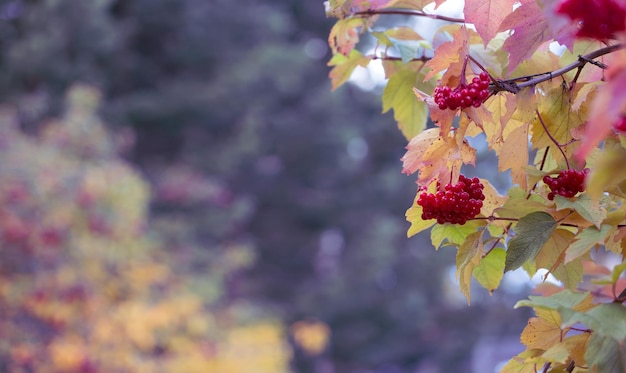 Hojas moradas y bayas rojas de viburnum en el contexto de un jardín de otoño con espacio para copiar