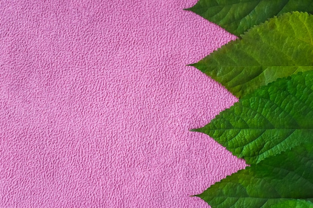 Foto hojas de morera sobre fondo rosa