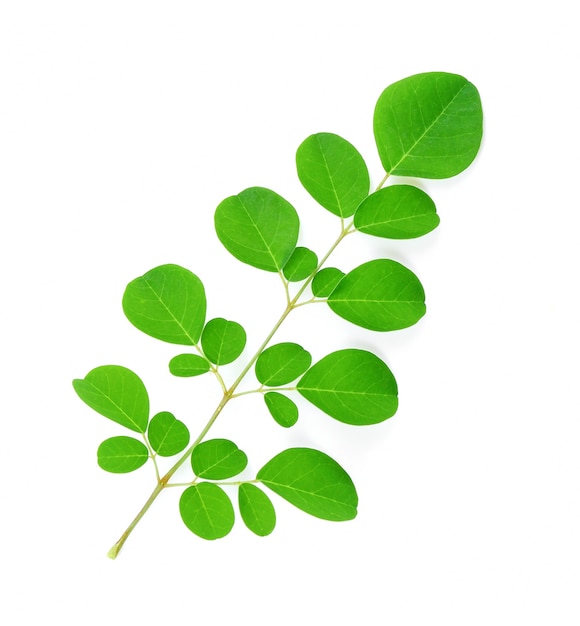 Foto hojas de moringa aislar sobre fondo blanco.