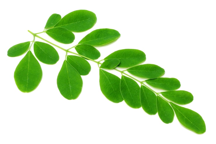 Foto hojas de moringa comestible sobre fondo blanco.