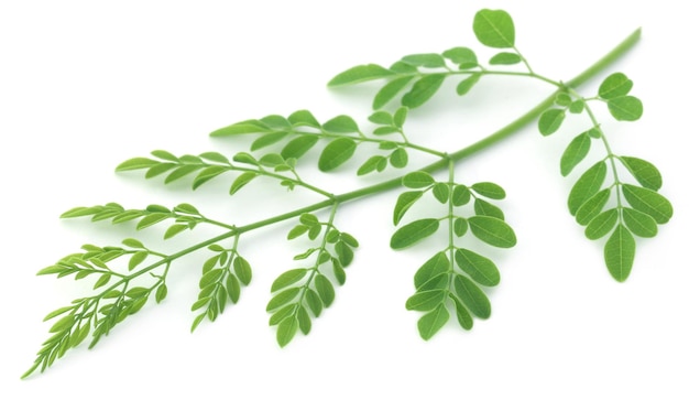 Hojas de moringa comestible sobre fondo blanco.