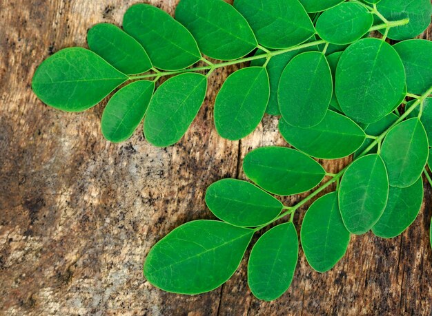 Hojas de moringa comestible en la superficie de la madera