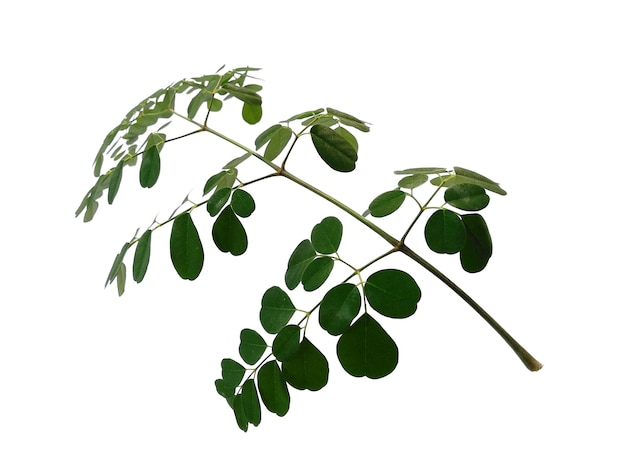 Hojas de Moringa oleifera o árbol de baquetas sobre fondo blanco