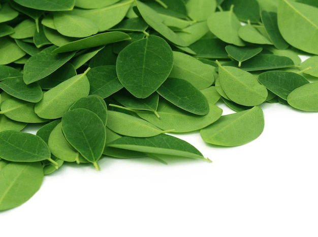 Foto hojas de moringa sobre fondo blanco.