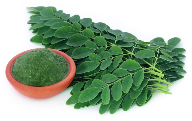 Hojas de Moringa sobre fondo blanco.