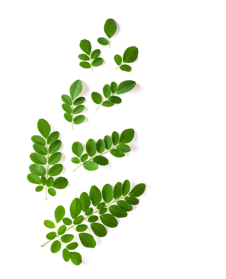 Foto las hojas de moringa tienen propiedades medicinales. vista superior