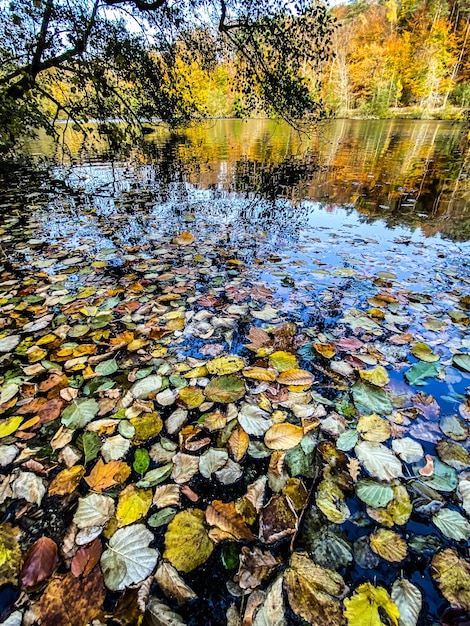 Hojas muertas caídas flotando en la superficie del agua.