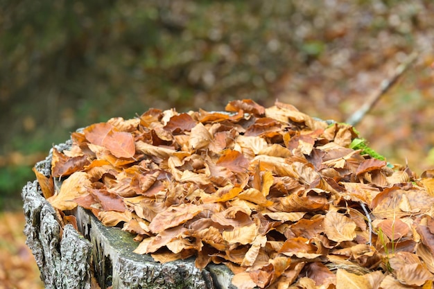 Hojas y musgo sobre la corteza del árbol en otoño
