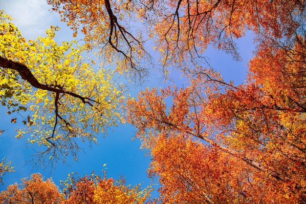 Hojas de naranja amarillas de otoño sobre fondo de cielo azul. Concepto de otoño dorado. Día soleado, clima cálido