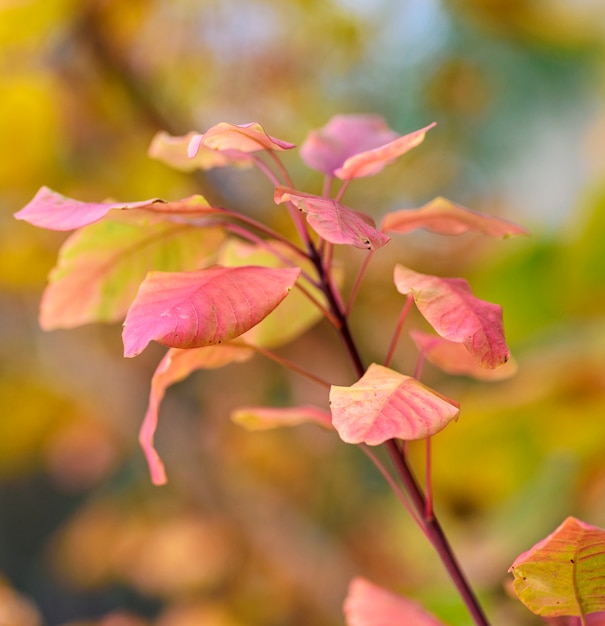 Hojas de naranja de Cotinus coggygria en otoño