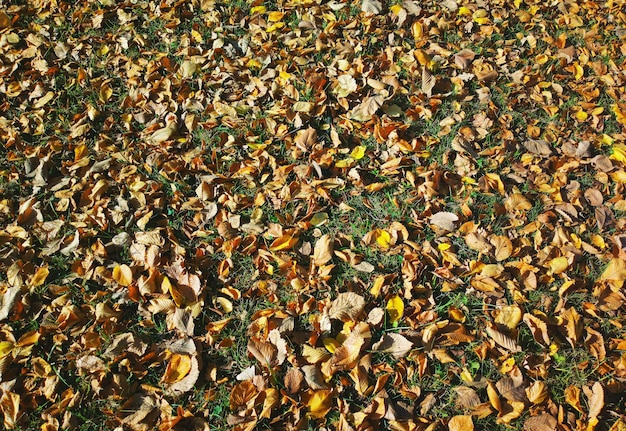 Foto hojas de naranja en el fondo de textura del parque de otoño