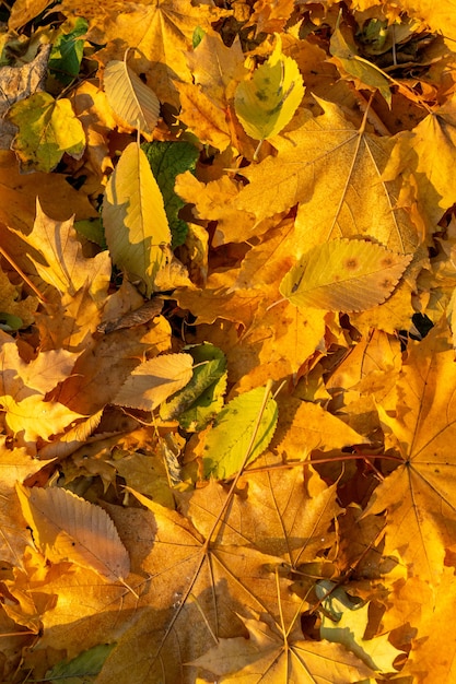 Hojas de naranja de otoño de grupo de fondo.