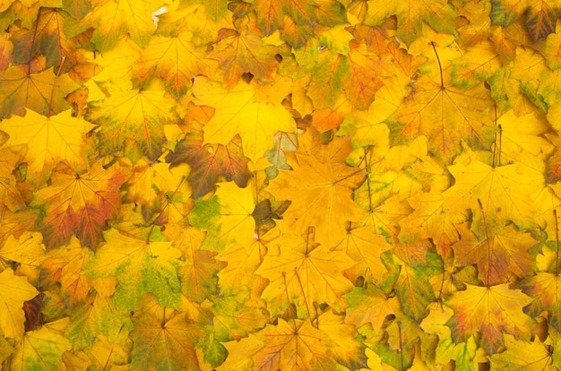 Hojas de naranja de otoño de grupo de fondo.