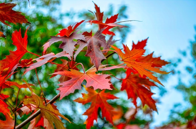 Hojas de naranja en la rama de arce en la temporada de otoño sobre fondo verde naturaleza Japón