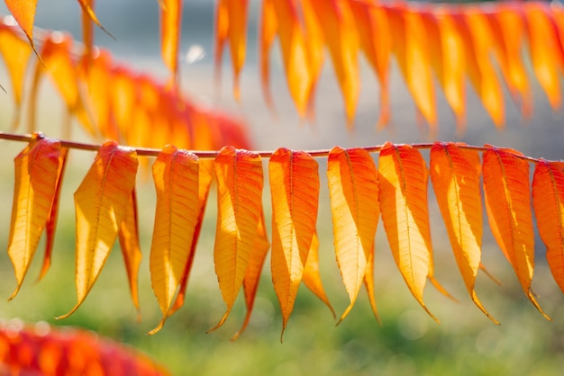 Hojas de naranja de zumaque o árbol de vinagre de cerca en otoño