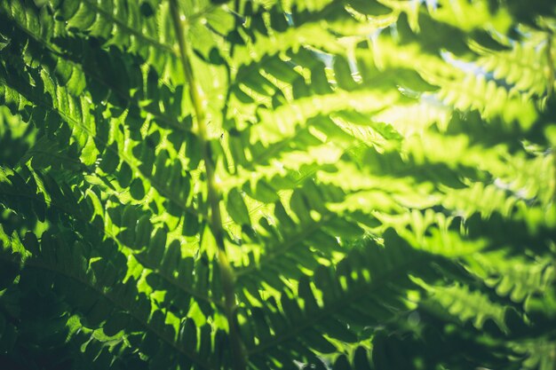 Hojas naturales del helecho con luz del sol en bosque tropical.