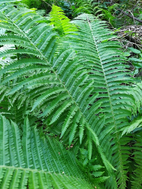 Foto hojas naturales de helecho verde