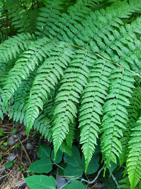 Foto hojas naturales de helecho verde