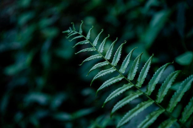 Hojas de la naturaleza que abundan en la época de lluvias, conceptos naturales.