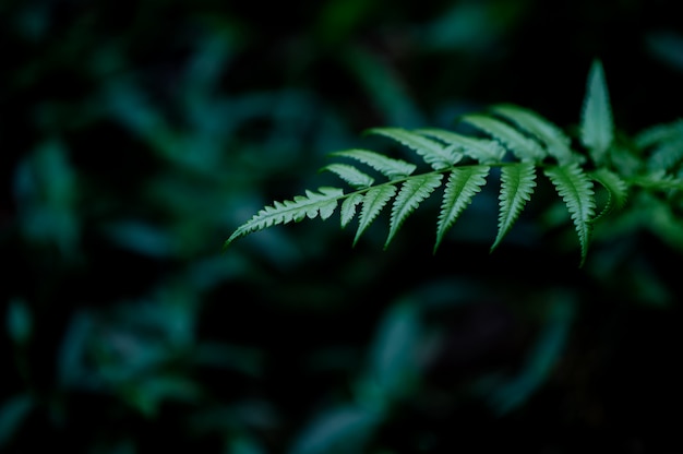 Hojas de la naturaleza que abundan en la época de lluvias.