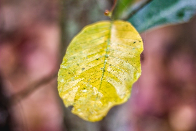 Hojas en la naturaleza