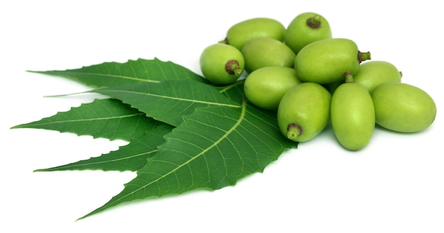 Hojas de neem medicinales con frutas sobre fondo blanco.