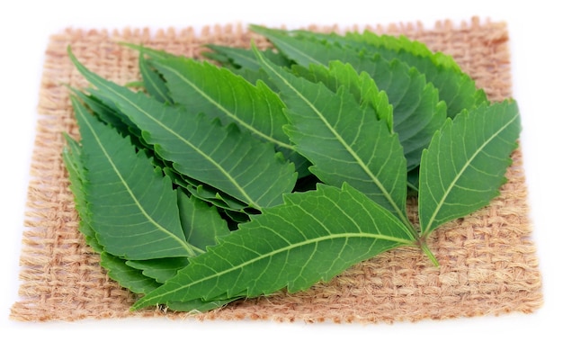 Hojas de neem medicinales en un saco sobre fondo blanco.