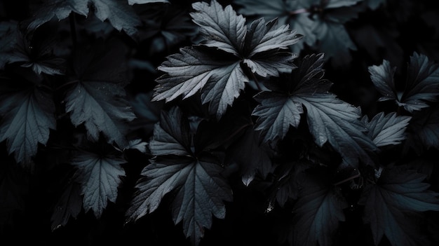 Hojas negras de la naturaleza