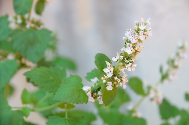 Hojas de nepeta cataria en el jardín orgánico.