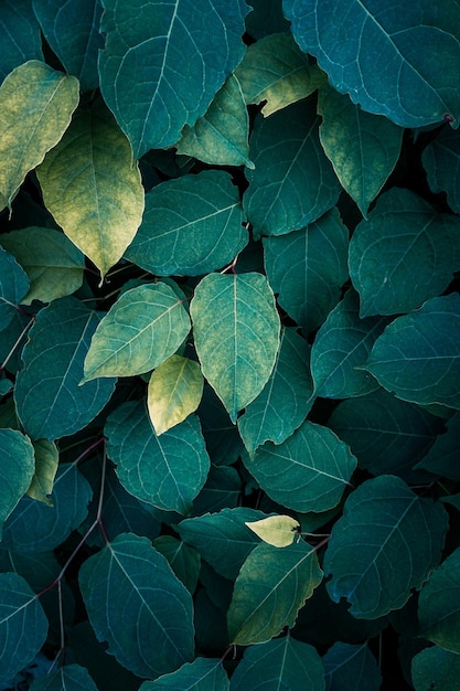 hojas de nudillos japoneses de plantas verdes en primavera, hojas de fallopia japonica