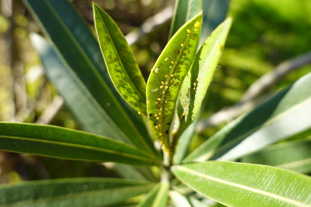 Foto hojas de oleander llenas de pulgones amarillos concepto de enfermedades de oleander